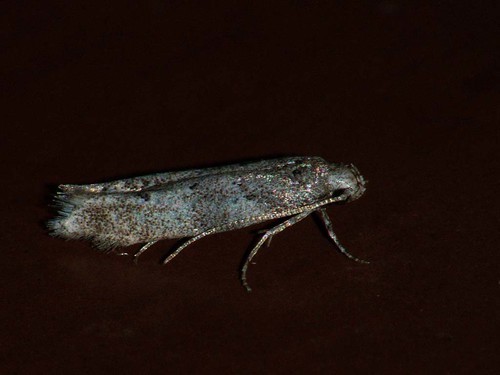 Exoteleia dodecella - Pine bud moth -    ©  Cossus