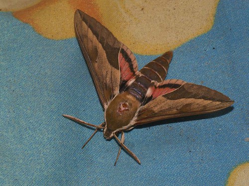 Hyles euphorbiae - Spurge hawk-moth - Бражник молочайный ©  Cossus