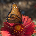 Queen in the Butterfly Garden, Tucson Botanical Gardens
