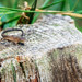 鴻ノ巣山のトカゲ　A Lizard on a Stump