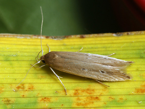 Limnaecia phragmitella - Shy cosmet moth ©  Cossus