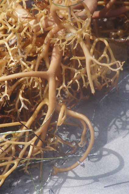 Seaweed Hair