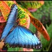 Blue Morpho butterfly - by Lionoche