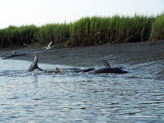 Dolphins Strand Feeding