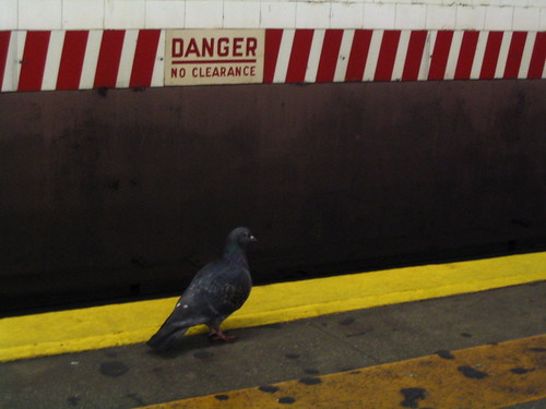 pidgeon in subway