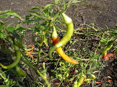 Capsicum - ornamental pepperoni