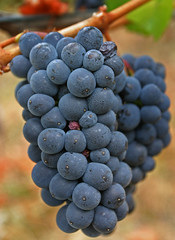 A Lovely Bunch of Pinot noir Grapes