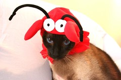 kodo lobster