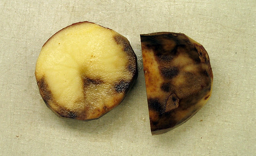 Late blight of potato by BenÂ·Millett