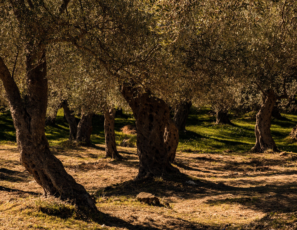 : Olive trees