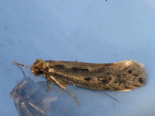 Tinea pallescentella - Large pale clothes moth - Моль войлочная ©  Cossus