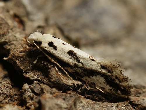 Nemapogon picarella - Pied clothes moth ©  Cossus
