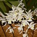 Coelogyne Unchained Melody – Carl Wood