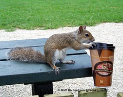 The REAL Reason Squirrels Are Jittery