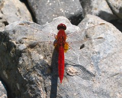 Scarlet darter (Crocothemis erythraea) male