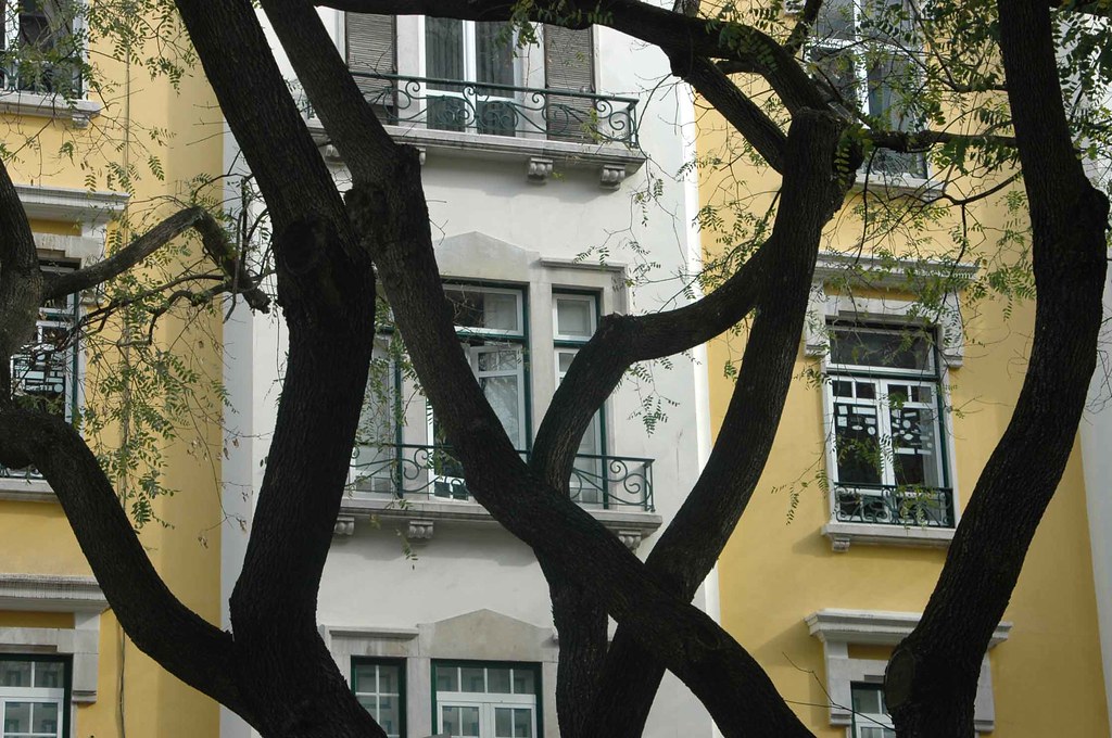 THE DANCE OF THE LISBON TREES-1