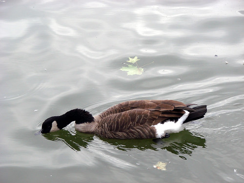 Canadian goose searching for food