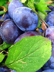 It's a plum season!!!