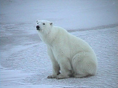 polar bear sitting