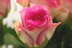 rose maribu