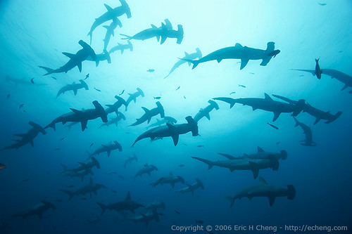 Scalloped Hammerhead Sharks off the Galapagos Islands