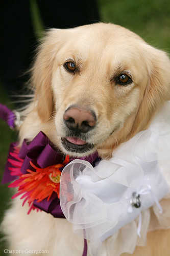 A lot more couples are incorporating their dogs into the wedding ceremony