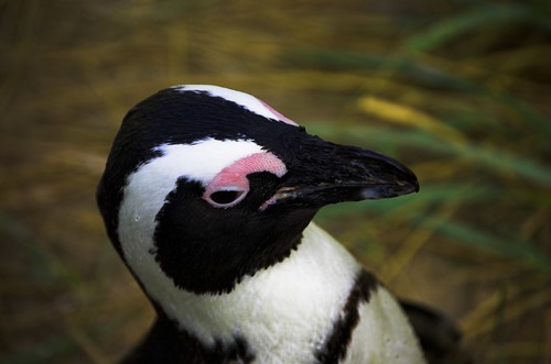penguin closeup