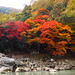 Autumn Leaves in Japan