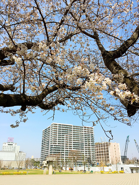 大清水公園の桜が咲いたね！