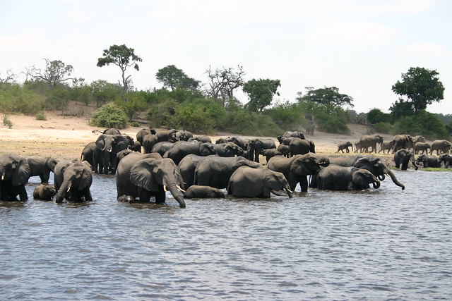 5 Tujuan Safari Terdasyat Di Afrika [ www.BlogApaAja.com ]