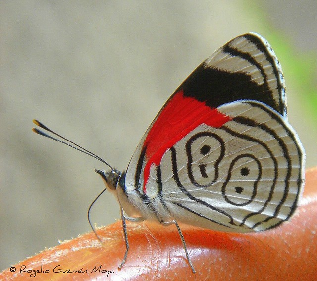 Mariposa 88 - Diaethria Clymena Butterfly