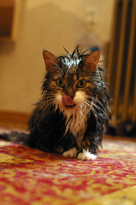 i m a wet cat