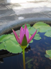 Flower at Wat Po