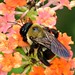 carpenter bee on lantana