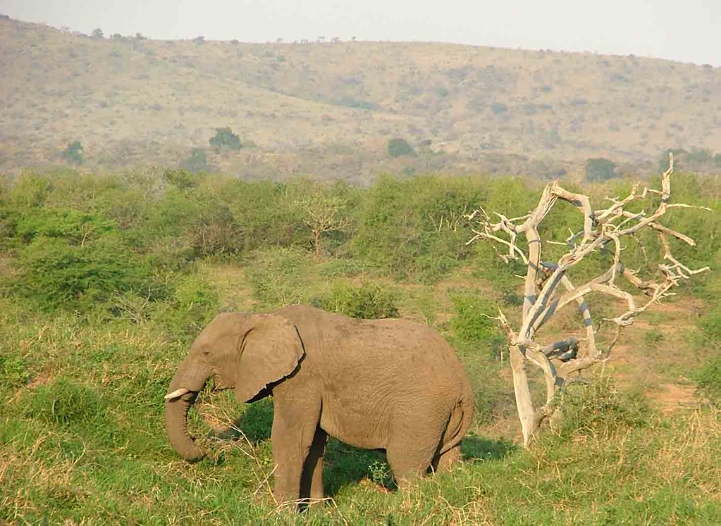 olifant (Hluhluwe Umfolozi Park)