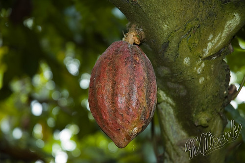 São Tomé - Cocoa pod