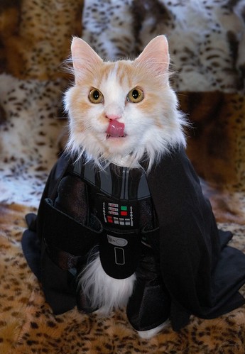 Darth Vader cat