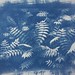 my first tries at cyanotypes