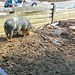 Hog at American Farm