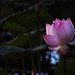 Lotus, Taipei, Taiwan