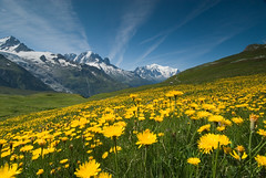 Meadow of Yellow Flowers and Mountains