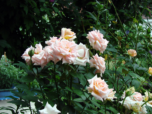 scentsation Rose's Scentsational blooms