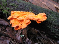 Orange Fungus, Buttermilk Falls (Walpack Valle...
