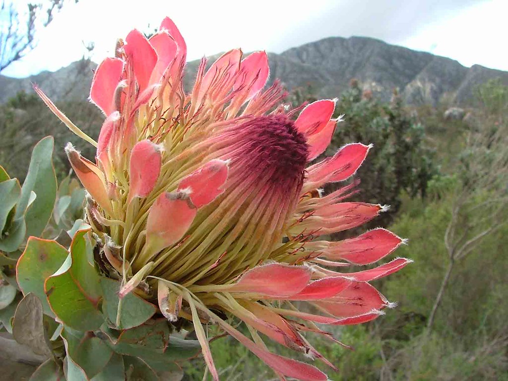 protea (Swartbergpas)