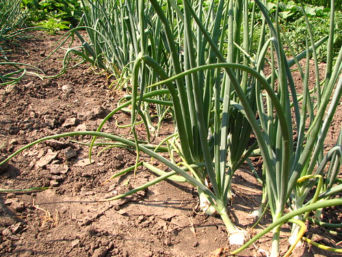 Onions in our garden