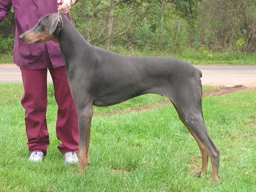Does the grey Doberman really exist?
