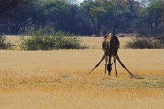 thirsty giraffa in Hwange park - Zimbabwe - by Sbrimbillina