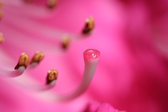 Stamen - Flower Reproduction (Male) - by rwangsa