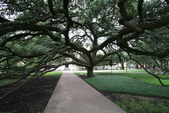 Century Tree at Texas A&M