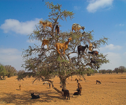 козы пасутся на деревьях